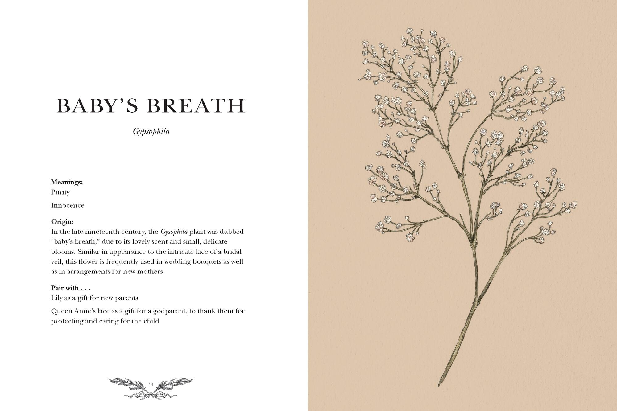 Floriography: An Illustrated Guide to the Victorian Language of Flowers